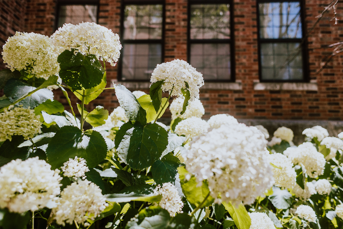 Close up of white flowers in bloom outside a brick building on main campus.